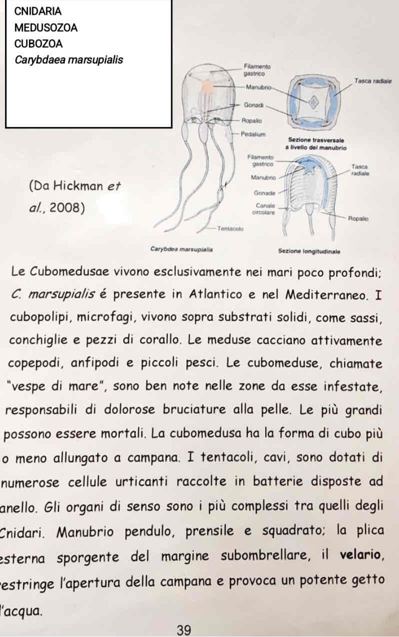 <p>Medusozoa</p><p>Cubozoa </p><p><em>Carybdaea marsupialis</em></p>