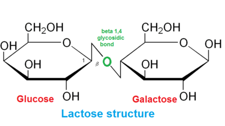 <p>2 Monosaccharides joined by a Glycosidic Linkage:<br>covalent bond formed by condensation reaction of 2 sugar monomers</p>