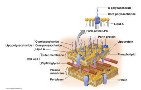 <p><strong>C</strong></p><p></p><p>Gram negative bacteria contain endotoxins as part of their cell wall. Antibiotics can cause lysis of the bacterial cells. This, in turn, releases more endotoxins, worsening the symptoms of the infection.</p>