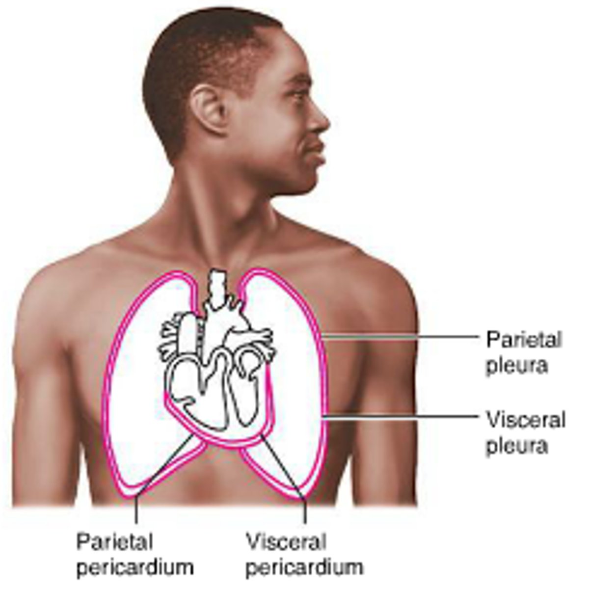 <p>Outer surface of the pleura, lines the internal surface of the thoracic wall</p>