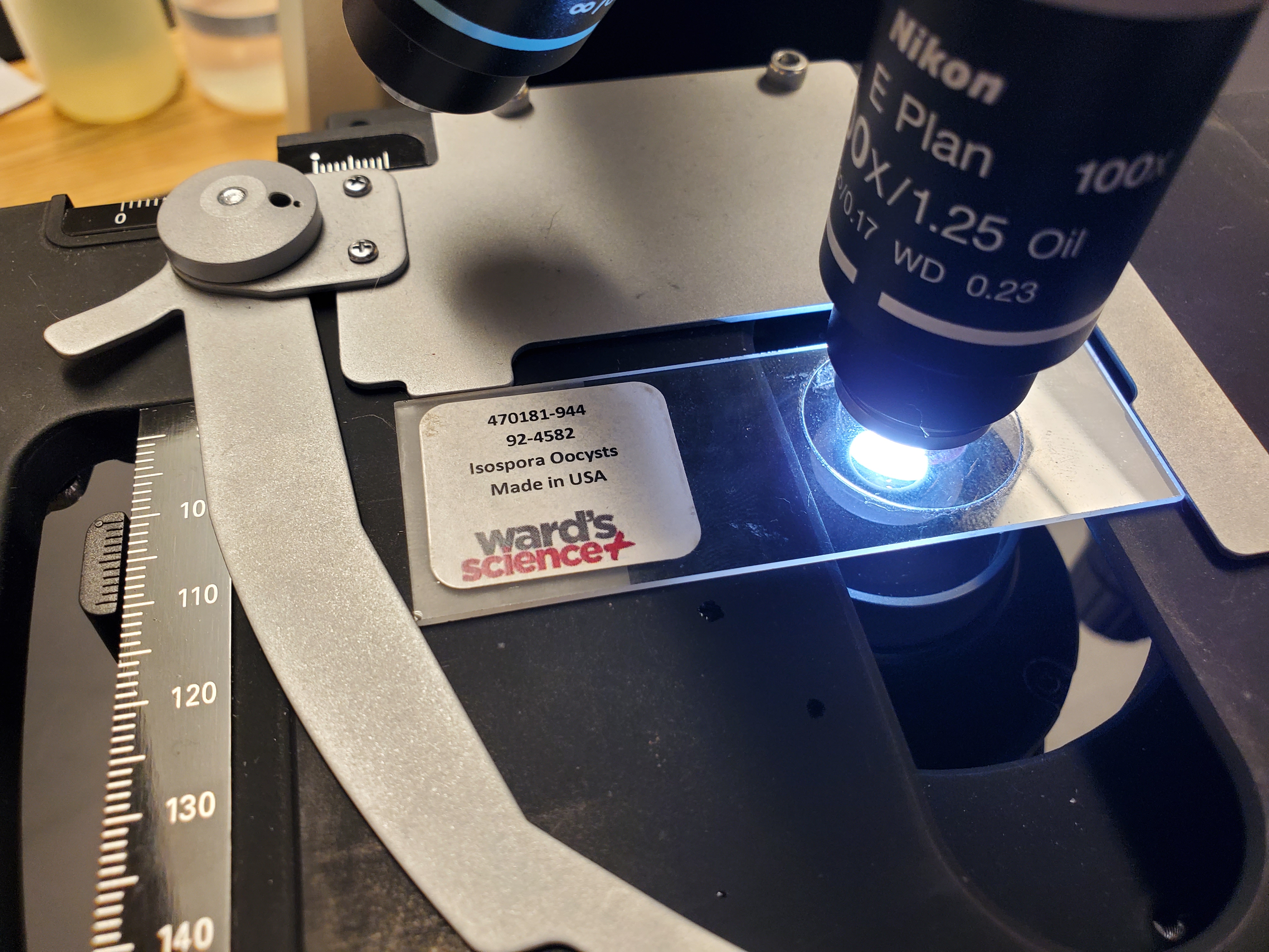 <p>Isospora Oocysts</p>