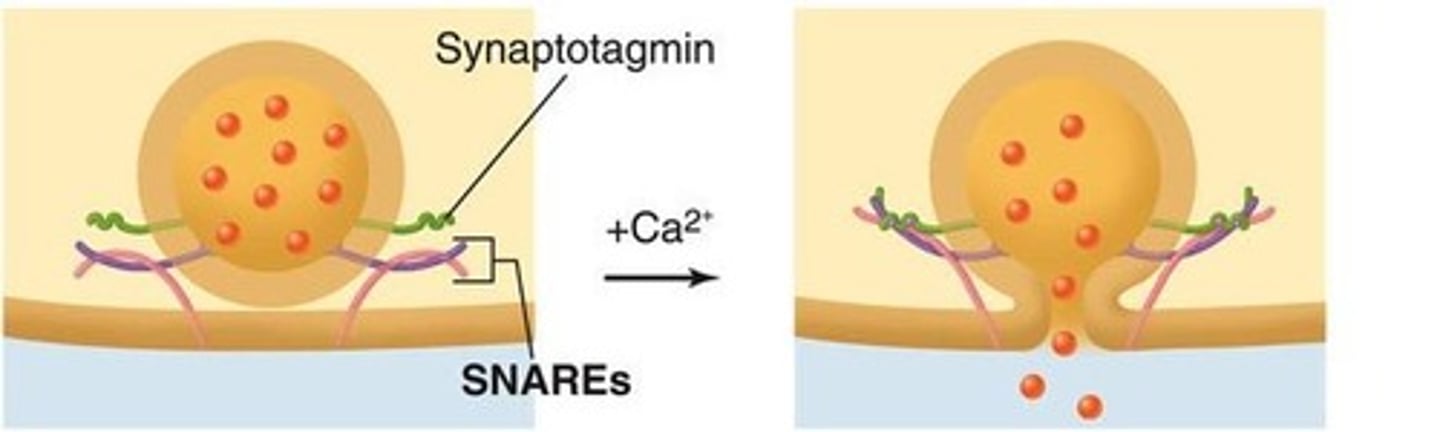 <p>Terminal of presynaptic neuron releasing neurotransmitters.</p>