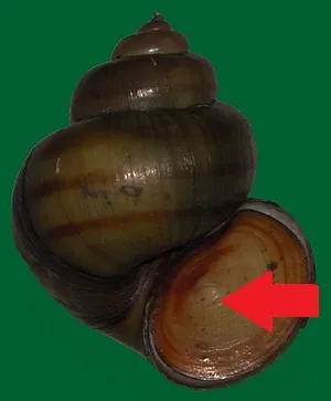 <p>What is the hard, plate-like structure covering the shell's opening, indicated by the red arrow, called?</p>