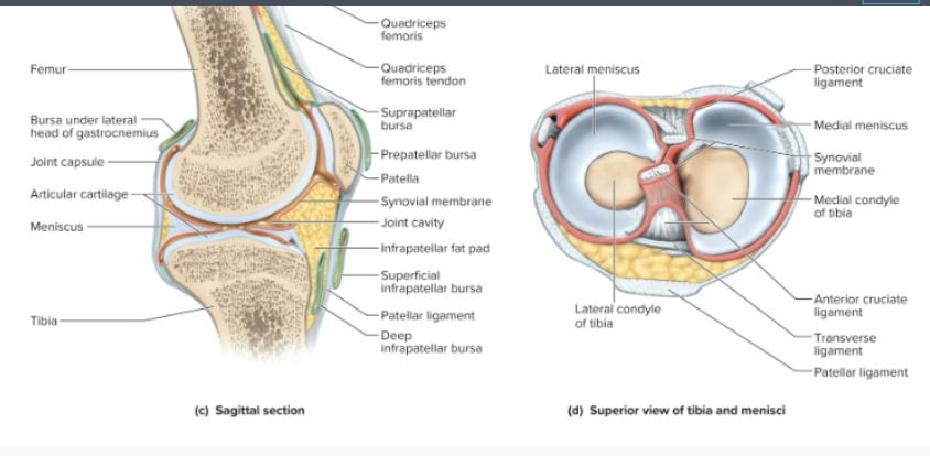 <p>What is the menisci? (plural forms of meniscus)</p>