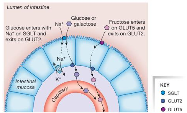 <ol><li><p>glucose and galactose is transported over the apical membrane via Na+ - glucose SGLT sympoters</p></li><li><p>and transported over the basolateral membrane via GLUT2 transpoters</p></li></ol><p>fructose moves across the apical membrane by facilitated difussion on the GLUT5 transporter and across the basolateral membrane by a GLUT2 transpoter</p><p></p>