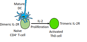 <p>Th1, Th2, Th17, Th9, Th22, and follicular helper T-cells (Tfh)</p>