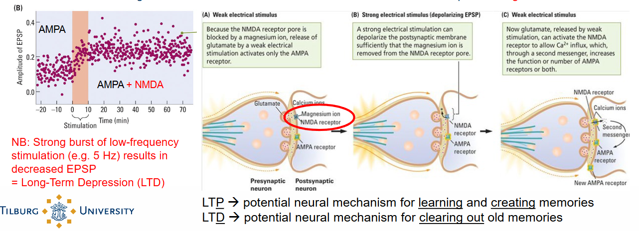 <ul><li><p>AMPA receptors respond to weak stimulation and produce the initial EPSP → Na+ influx.</p></li><li><p>NMDA receptors are ordinarily blocked by magnesium ions.</p></li><li><p>Strong bursts of high-frequency stimulation (e.g. 100 Hz) may remove the magnesium ions from the NMDA receptors.</p></li><li><p>NMDA receptors now also respond to weak stimulation → Influx of Ca2+. </p><p>→ Second messenger → Increased function and/or increased number of AMPA receptors → larger EPSP. </p></li></ul><p></p>