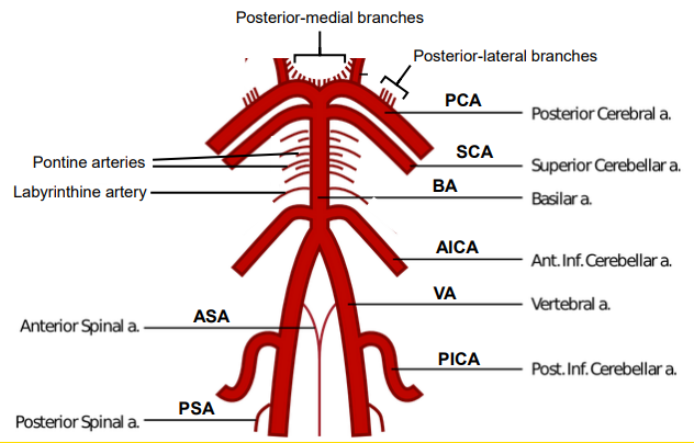 <p>From Rostral to Caudal:</p><ol><li><p>Posterior medial and lateral branches</p></li><li><p>Posterior Cerebral Artery</p></li><li><p>Superior cerebellar Arteries</p></li><li><p>Pontine Arteries</p></li><li><p>Labyrinthine Artery (not needed)</p></li><li><p>Basilar Artery</p></li><li><p>Anterior Inferior Cerebellar Artery</p></li><li><p>Vertebral Artery</p></li><li><p>Anterior Spinal Artery</p></li><li><p>Posterior Inferior Cerebellar Artery</p></li><li><p>Posterior Spinal Artery</p></li></ol><p></p>