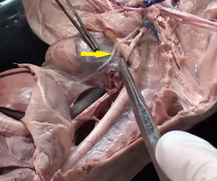 <p>What is the arrow pointing to? What’s it function? </p>