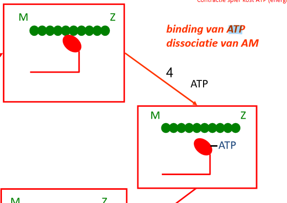 <p>ATP bindt aan myosinehoofdje → hoofdje laat actine los</p>