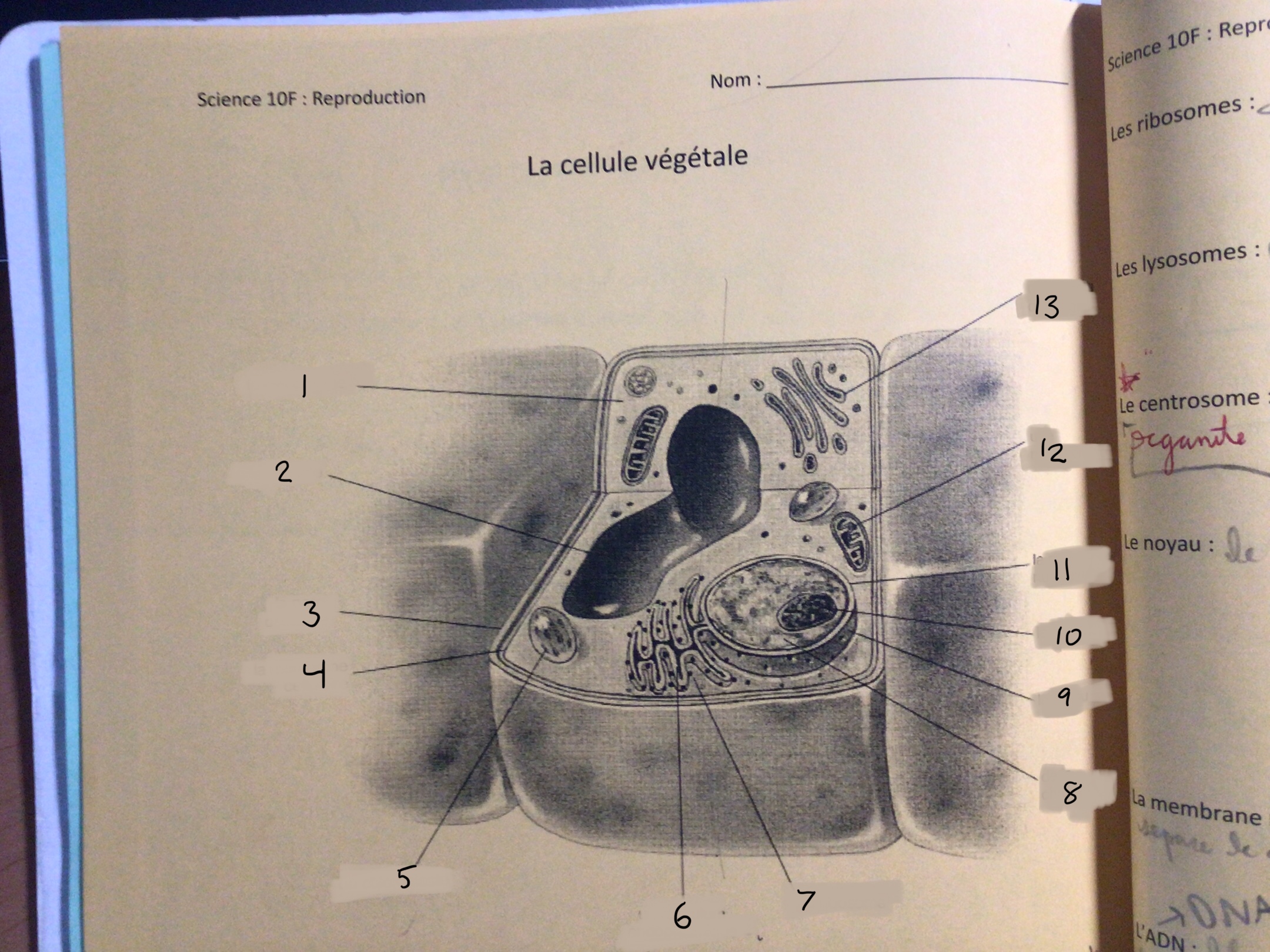 <p>vacuole (v)</p>