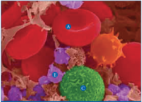 Platelets