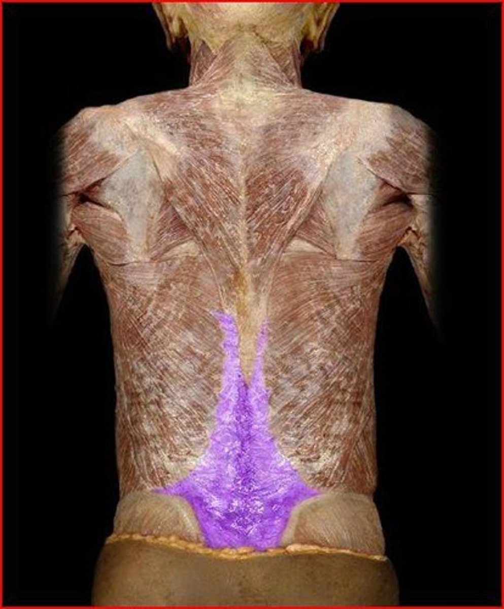 <p>sheet of connective tissue on lower portion of the back</p><p>lumbar part of deep fascia situated in interval between iliac crest and twelfh rib</p><p>forms strong aponeurosis</p><p>covers posterior surface of deep muscles of back</p>