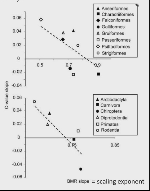 <ul><li><p>C value slope on y acid</p></li><li><p>BMR slope = scaling exponent = x axis</p></li><li><p>Zero or Negative slope = scaling exponent of 1 = high BMR slope</p></li><li><p>Positive slope = scaling exponent of 0.67 = low BMR slope</p></li></ul><p></p>