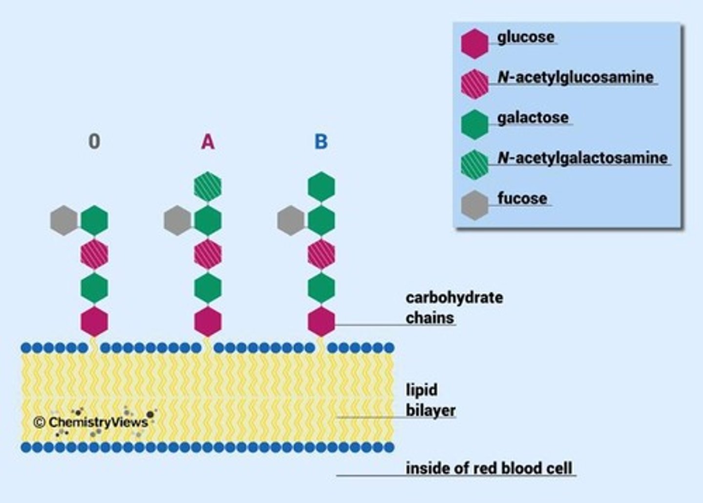 <p>Lipids with carbohydrate heads, determine blood types.</p>