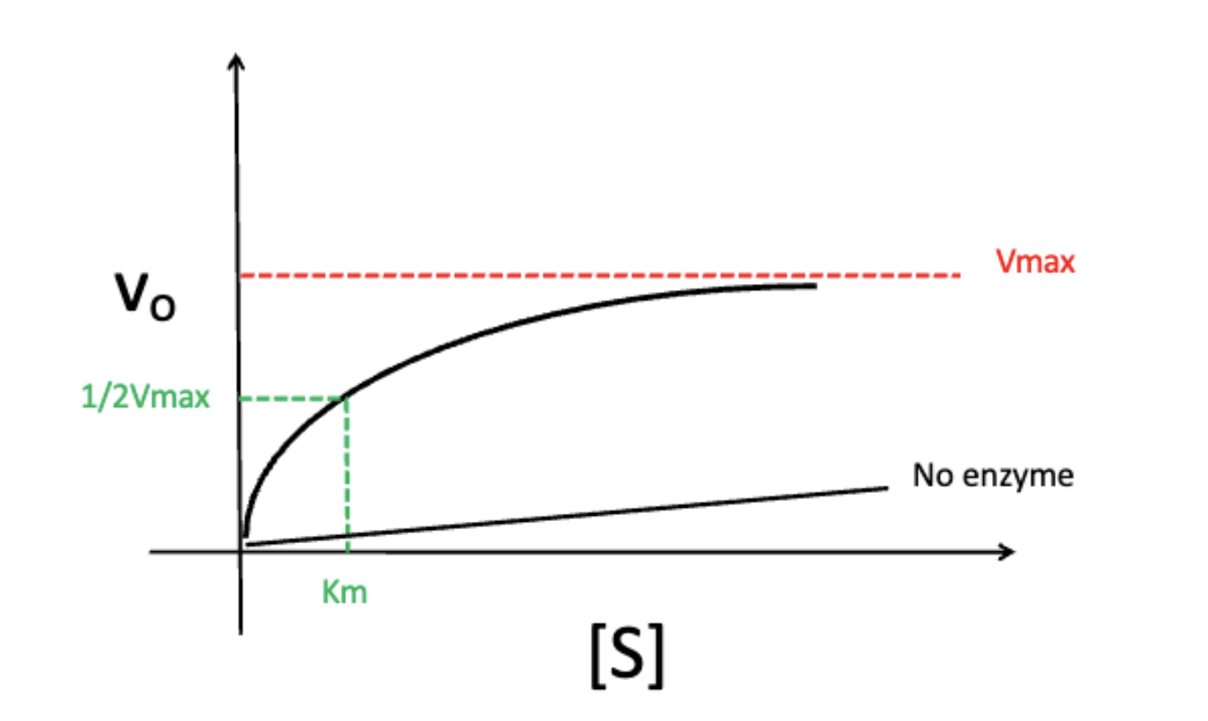 <p>at ½ of Vmax<br>the point at which the enzyme is at the most regulatable state (small changes in substrate concentration affects Vo)</p>