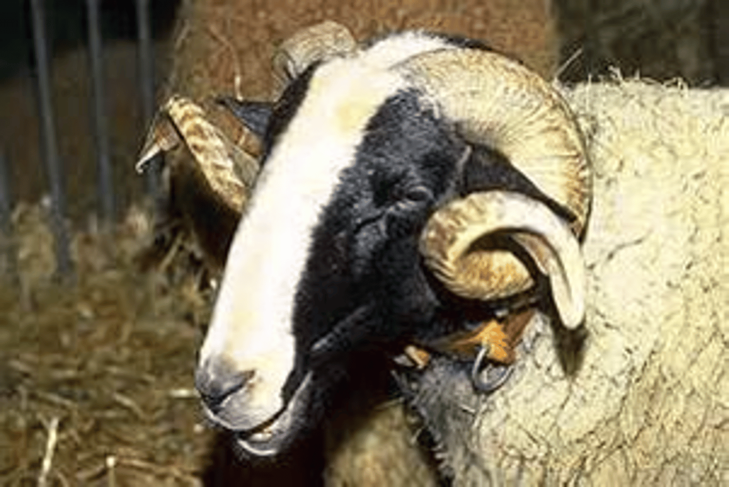 <p>white striped face, loop ears, curved horns in males, meat, extensive</p>