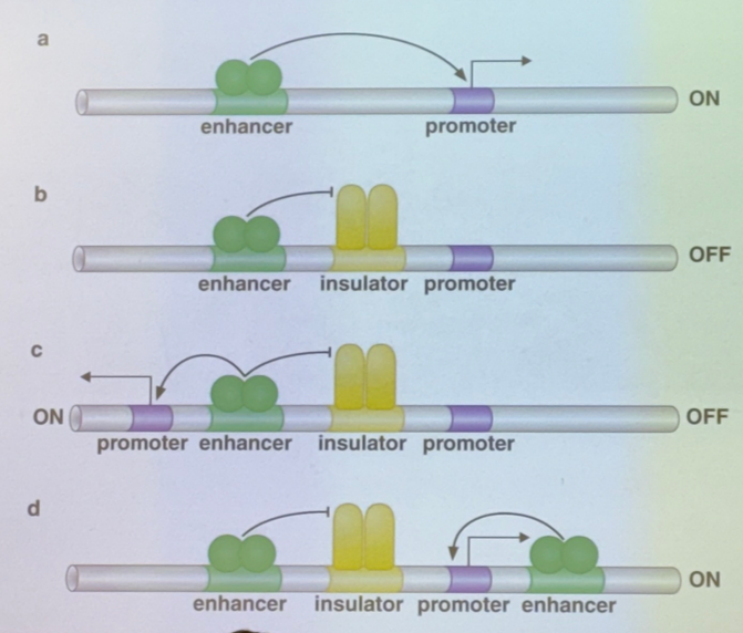 <p>a) no insulator; TA binds to enhancer to activate the promoter</p><p>b) there’s one enh, one insulator, and one promoter. the insulator blocks the activator’s action</p><p>c) there’s one enh, one insulator, but two promoters flanking. the insulator blocks one promoter and not the other, so that one enhancer will only activate one or the other (choose one sequence to enhance over another)</p><p>d) there’s two enh, one insulator, one promoter. the insulator blocks one enhancer and not the other, so only one TA can act (choose one method of activation over another for the same sequence)</p><p></p><p>it is VERY IMPORTANT to note that there are ~12 enhancers per human gene, so there are many different combinations for what enhancers/promoters can act or not! particularly relevant for scenario c: even though the insulator can only pick one promoter to be enhanced, there are other enhancers that can come in and turn on the other one too. thus it isn’t truly a case of “only one of the two can be activated at once”</p>