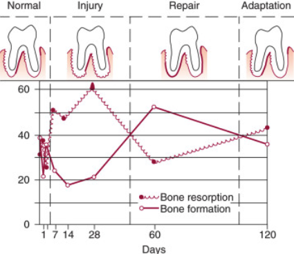<ol><li><p>stage I: injury </p></li><li><p>stage II: repair </p></li><li><p>stage III: adaptation </p></li></ol><p><strong>I R A </strong></p>
