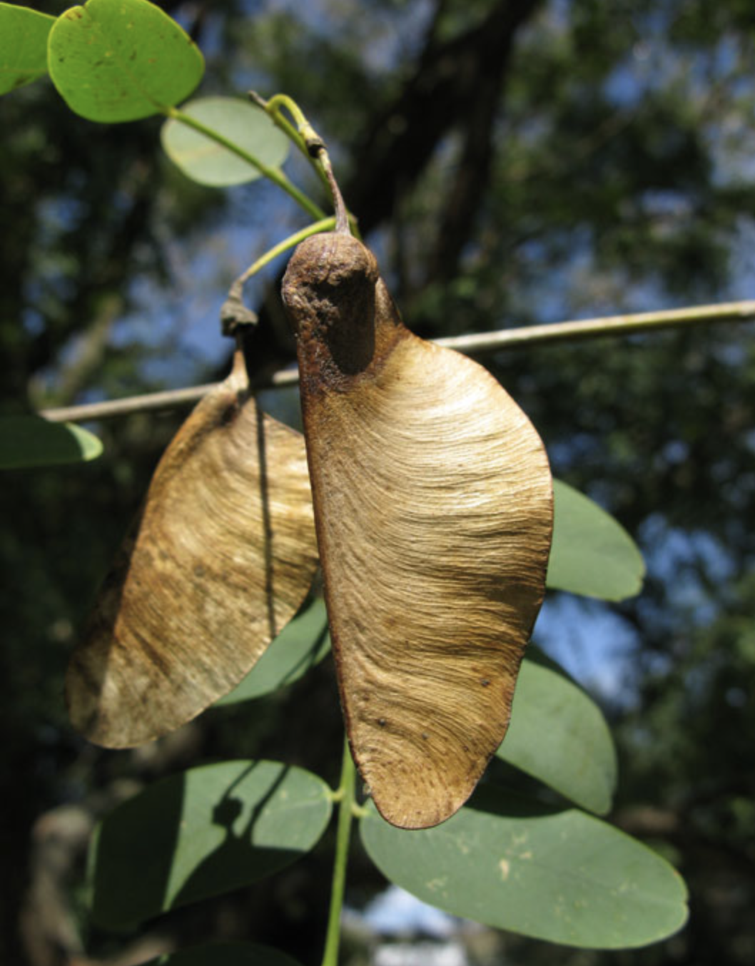 <p>tipu tree</p><p>has its caplese year round, super distinct,&nbsp;</p>