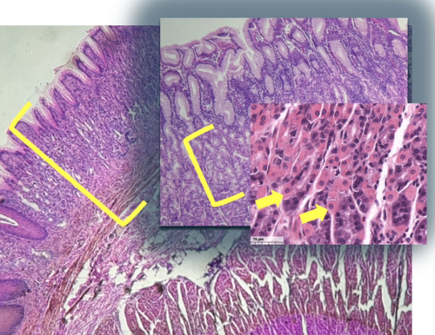<p>name the cell & what it secretes</p>
