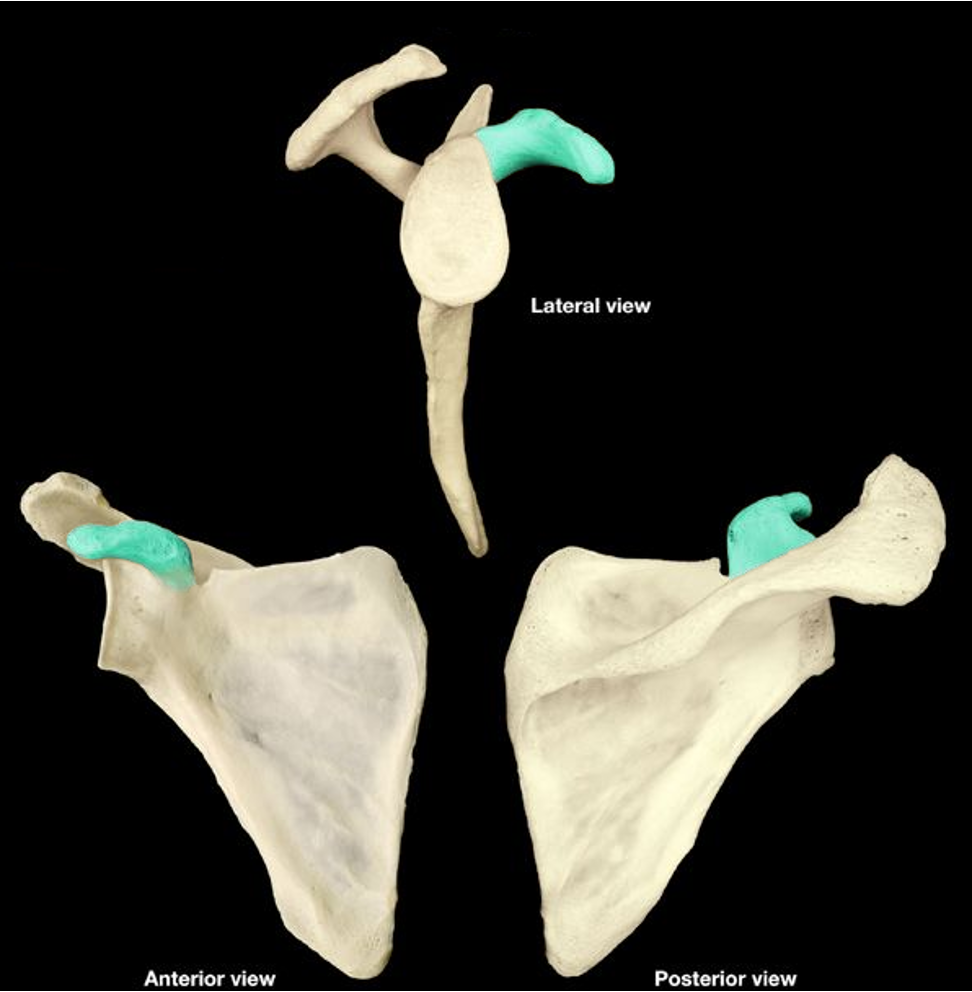 <p>the projection on the anterior side of the scapula</p>
