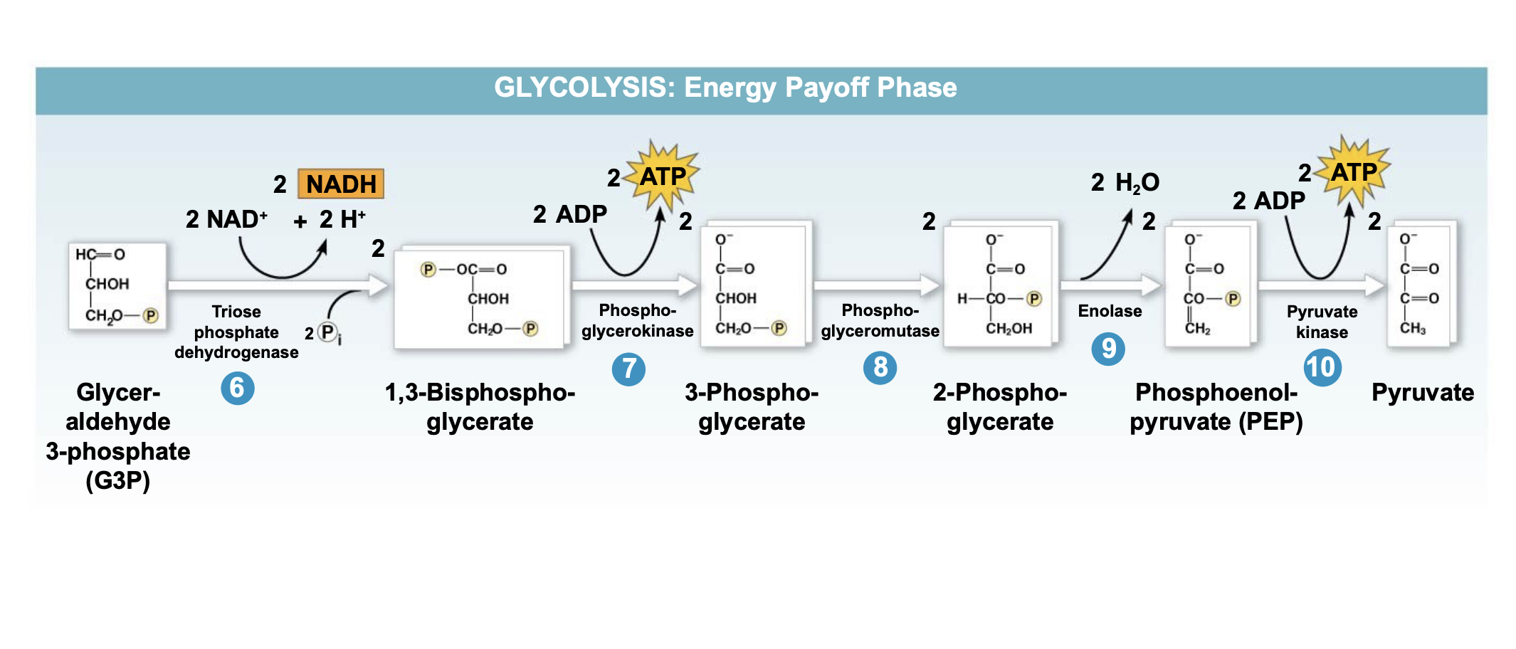 Glycolysis breaks down glucose into two molecules of pyruvate \n .Glycolysis occurs in the cytoplasm and has two major phases \n .Energy investment phase (which requires 5 enzymes and uses 2 ATP) \n .Energy payoff phase (which requires 5 more enzymes and produces 4 ATP) \n .Glycolysis occurs whether or not O2 is present