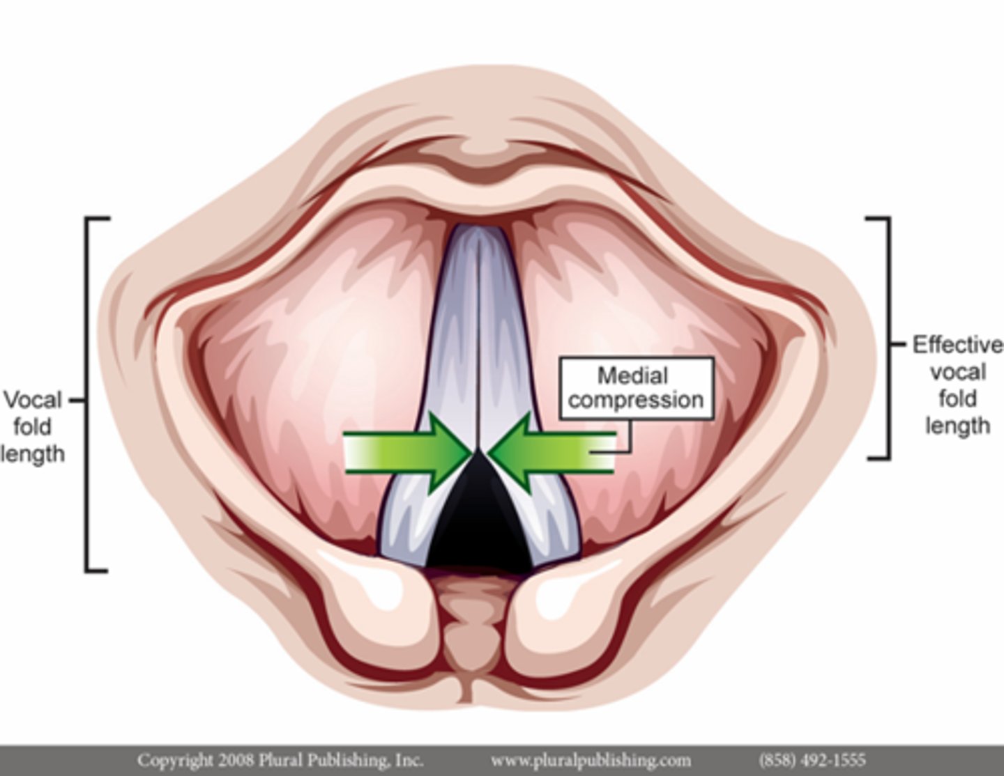 <p>the degree of force that may be applied by the vocal folds at their point of contact</p>