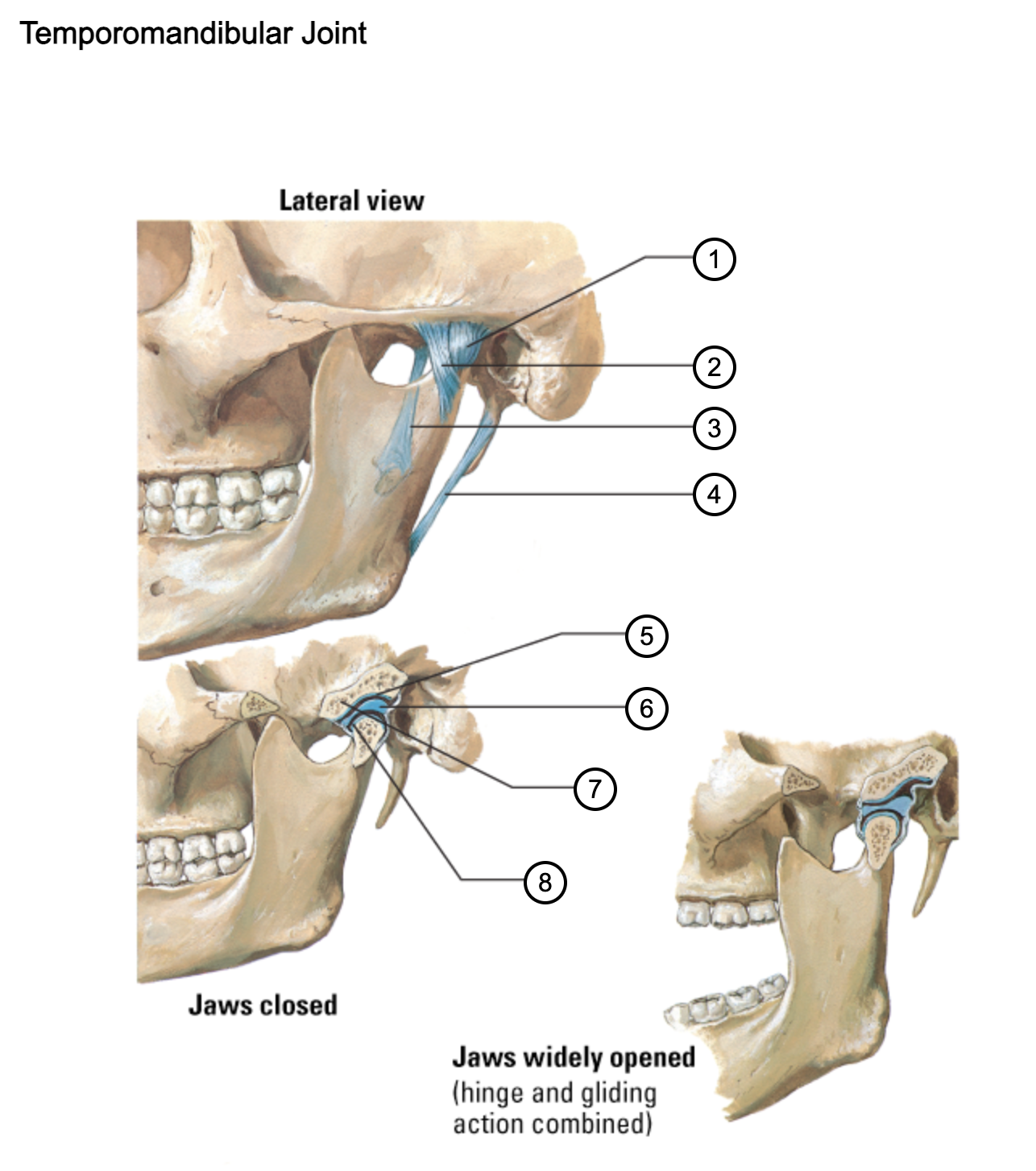 <p>6</p>