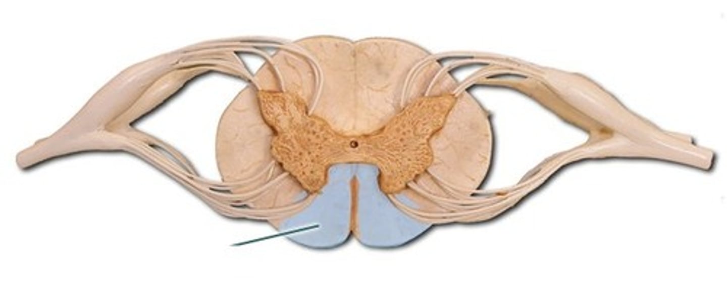 <p>Sensory and motor tracts</p>