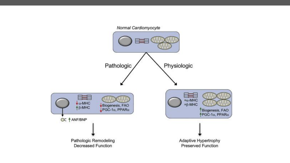 <ol><li><p><span style="background-color: transparent;"><span>Mitochondrial biogenic adaptation following exercises decreased in disease sates</span></span></p></li><li><p><span style="background-color: transparent;"><span>Likely follow similar adatations as seen in skeletal muscle </span></span></p><ol><li><p><span style="background-color: transparent;"><span>Upregulation of citrate synthase </span></span></p></li><li><p><span style="background-color: transparent;"><span>Increased cardolin levels</span></span></p></li><li><p><span style="background-color: transparent;"><span>Etc complex activity (limited by nDNA and mtDNA)</span></span></p></li><li><p><span style="background-color: transparent;"><span>mtDNA copy number (respond to deconditioning)</span></span></p></li></ol></li><li><p><span style="background-color: transparent;"><span>Keay regulator in cardiac and SKMSC - peroxisome-activated receptors gama coactivator 1 alpha (pgc1-alha)</span></span></p><ol><li><p><span style="background-color: transparent;"><span>Try to understand knock dowon models</span></span></p><img src="https://knowt-user-attachments.s3.amazonaws.com/42321c84-79d4-4649-8ce3-f4074653eb8d.png" data-width="100%" data-align="center"><p></p></li></ol></li></ol><p></p>