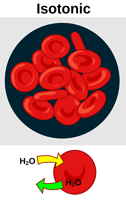 <p>having the same osmotic pressure as the extracellular fluid</p>