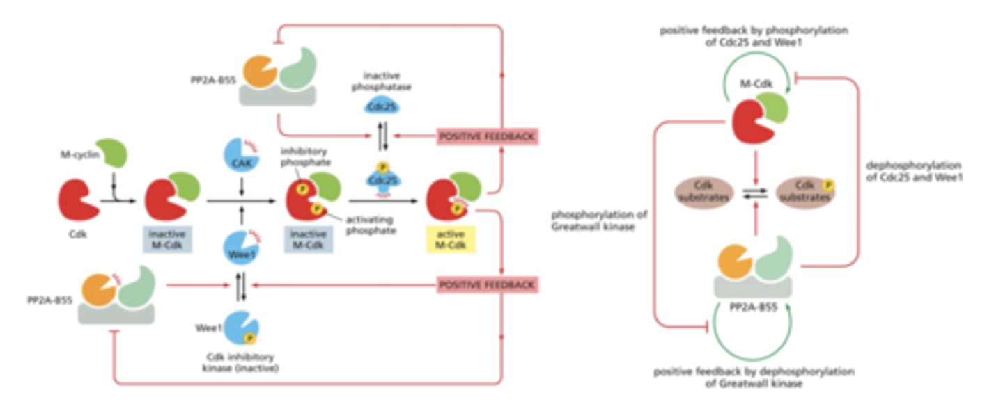 <p>A cyclically operating set of proteins that triggers and coordinates events in the eukaryotic cell cycle.</p>
