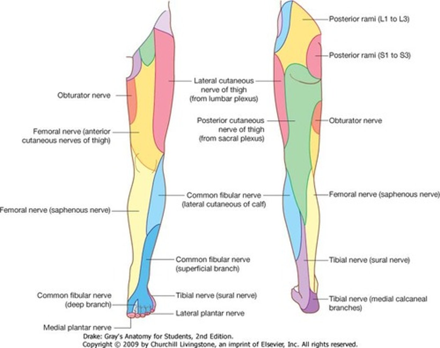 <p>Saphenous nerve</p><p>Sural nerve</p><p>Superficial peroneal nerve</p><p>Deep peroneal nerve</p>