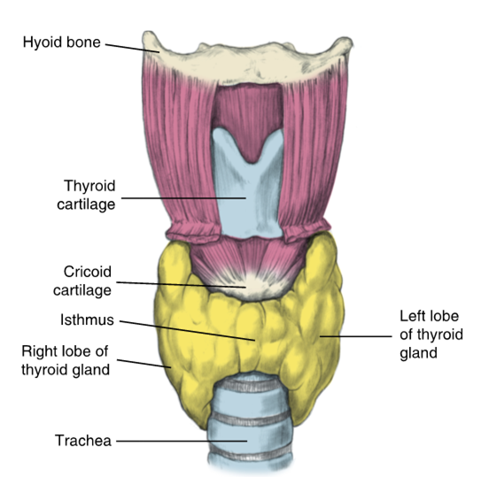 <ul><li><p>Butterfly-shaped organ</p></li><li><p>endocrine gland</p></li><li><p>prominence of the larynx, which is considered the “voice box”</p></li><li><p>The vocal cords, as ligaments of the larynx, are attached to the posterior surface of the ___ cartilage</p></li></ul><p></p>