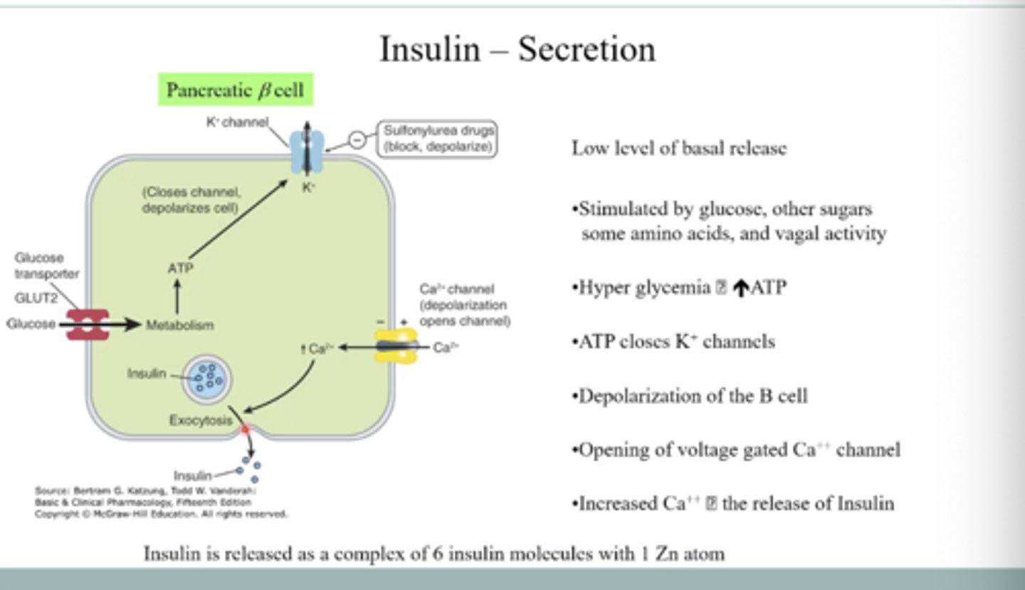 <p>Glucose transported by GLUT-2 transporter increases ATP, which closes potassium channels and depolarizes the cell, leading to opening of calcium channels; the rise in calcium then triggers insulin release by exocytosis.</p>