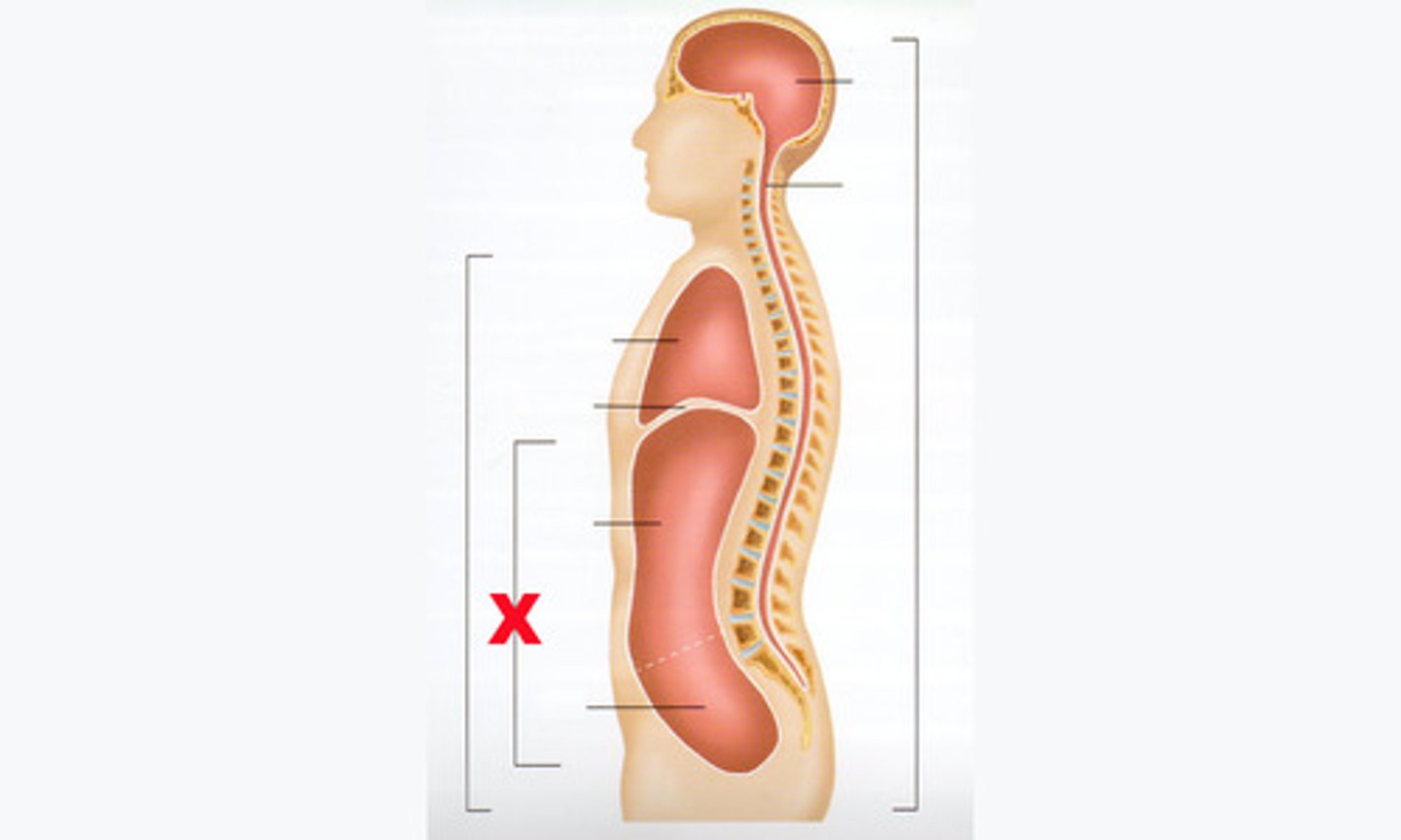 <p>contains the abdominal and pelvic cavities</p>