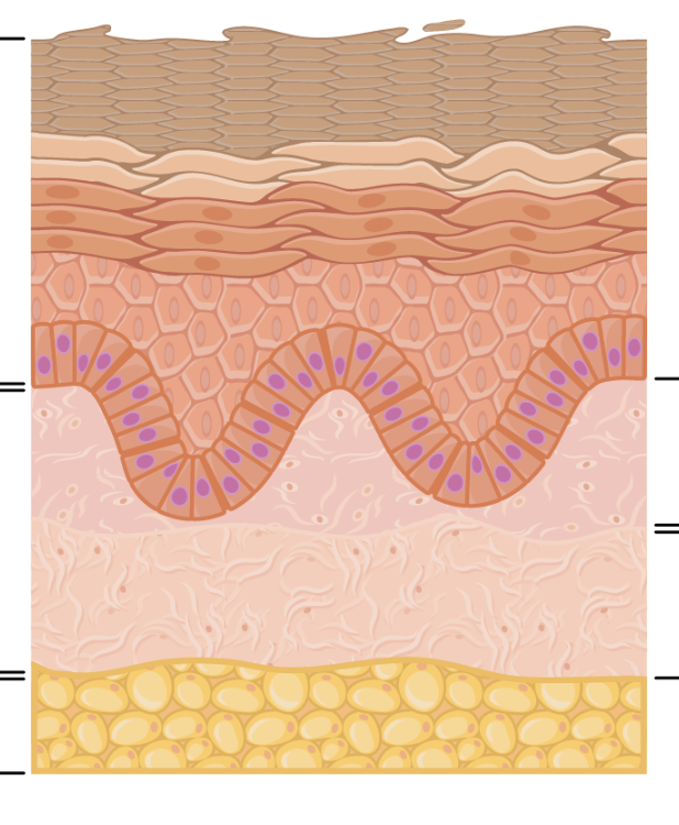 <p>label the layers of the integument</p>
