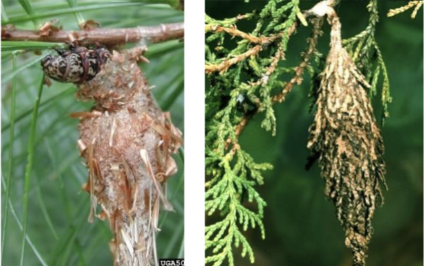 <ul><li><p>cedar, juniper, white pine</p></li><li><p>make bags as soon as they hatch</p></li><li><p>females stay in bag and lay 500-1000 eggs</p></li></ul><p></p>