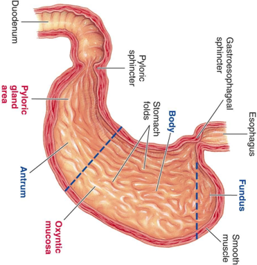 term image