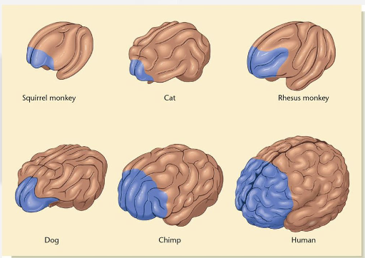 <p>elaboration of PFC in humans</p>