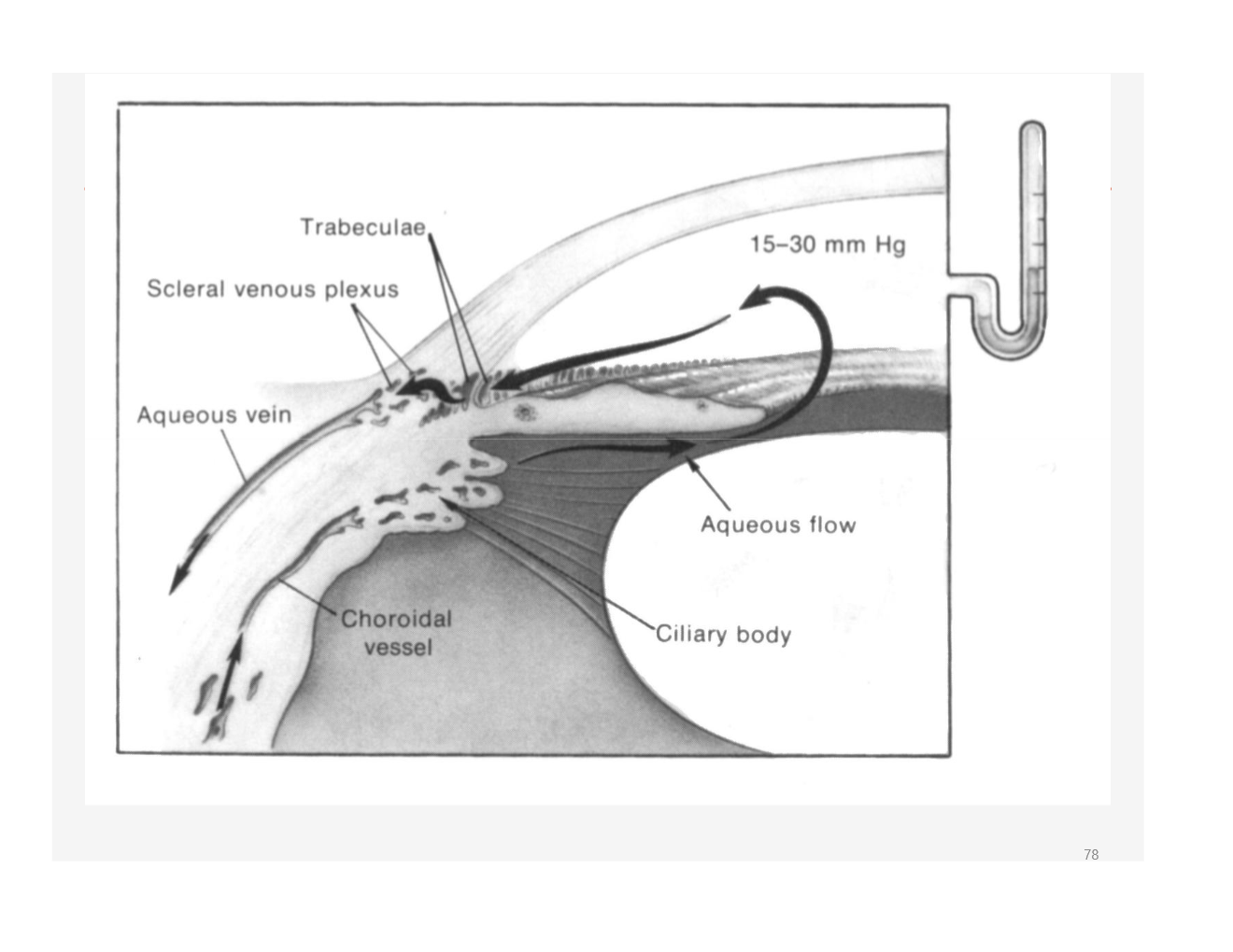 <p>gonioscopoy</p><ul><li><p>use a mirrored or convex lens to image the angle beneath the edge of the cornea at the limbus (arrows in pic show what you are trying to look at)</p></li></ul><p></p>