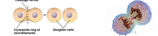 <p>Membrane pinches off to form 2 new cells</p>