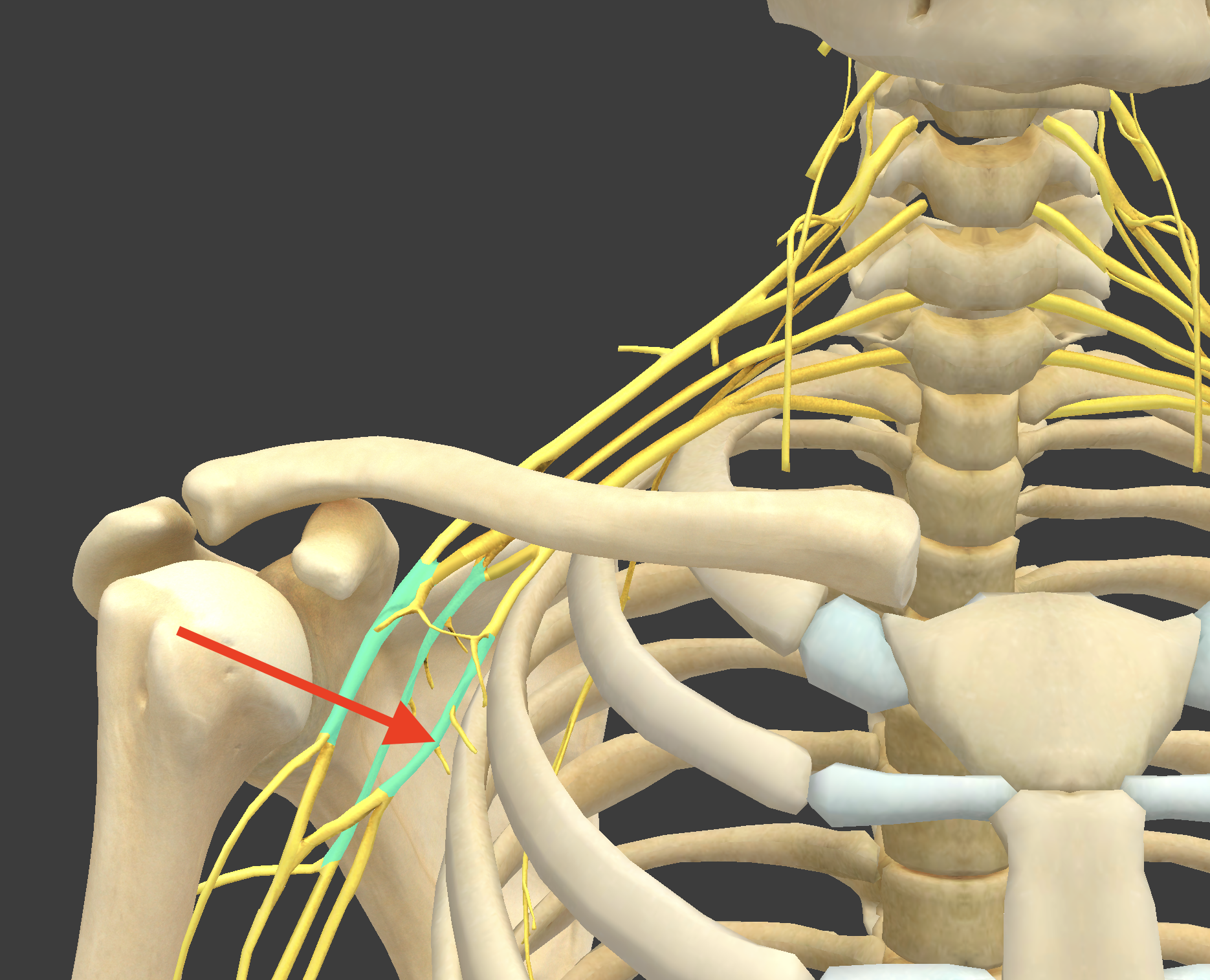<p>What structure is shown?</p>