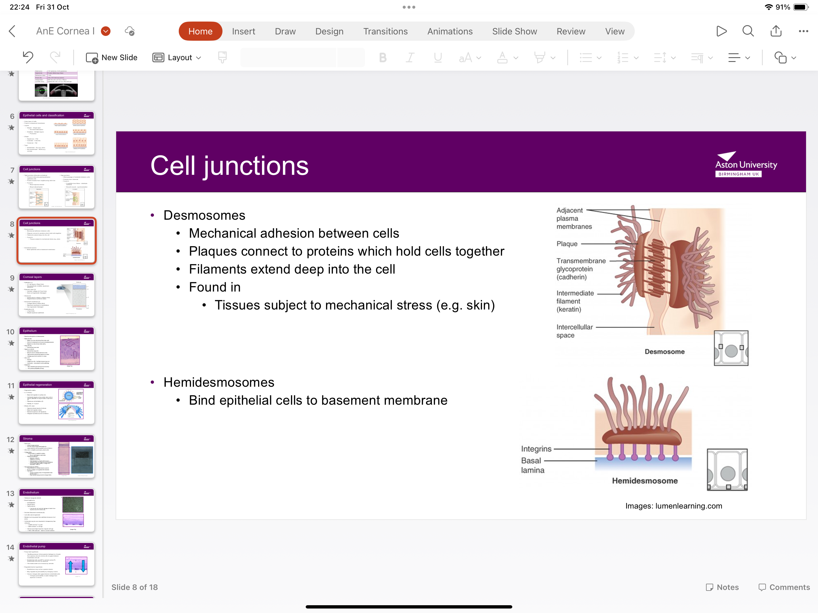 <p>Tissues subject to mechanical stress such as skin</p>
