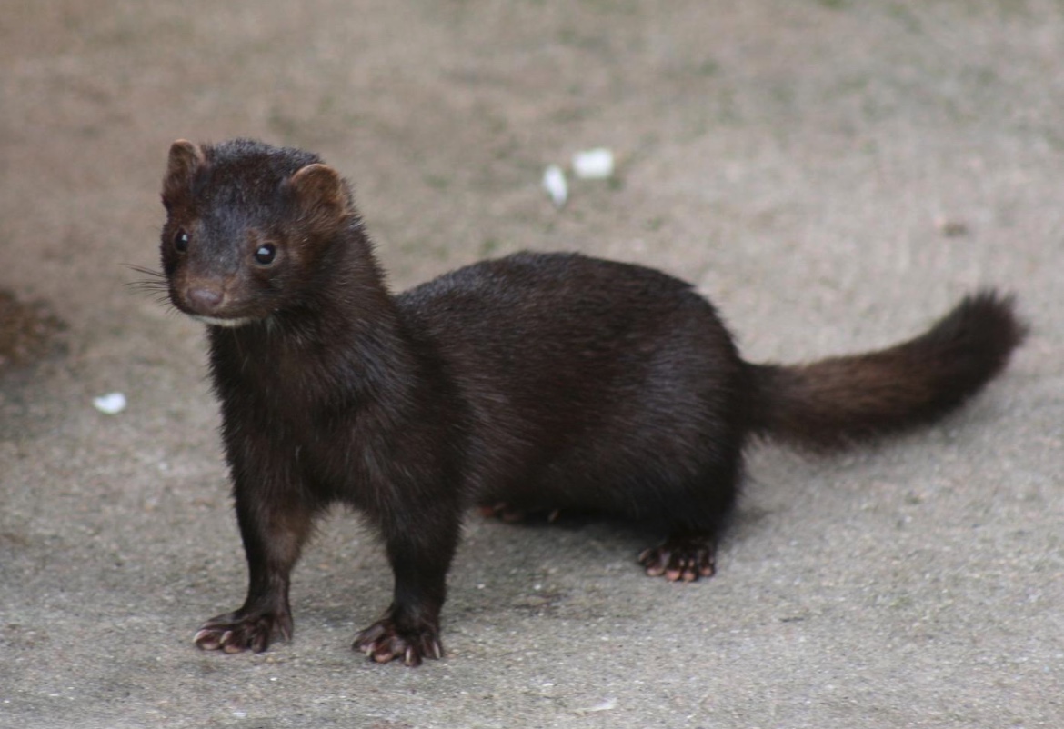 <p>American Mink</p>