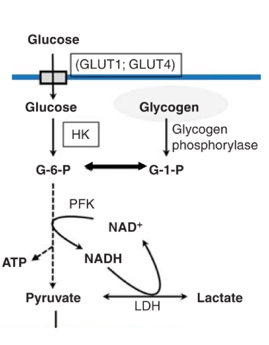 <p>aka Anaerobic metabolism</p><ul><li><p>doesn’t need oxygen (happens in the presence of O2 but doesn’t need it)</p></li></ul><p></p><p>Occurs outside mitochondria</p><p></p><ol><li><p>Glycogenolysis</p></li><li><p>Glycolysis</p></li><li><p>Lactate Production</p></li></ol>