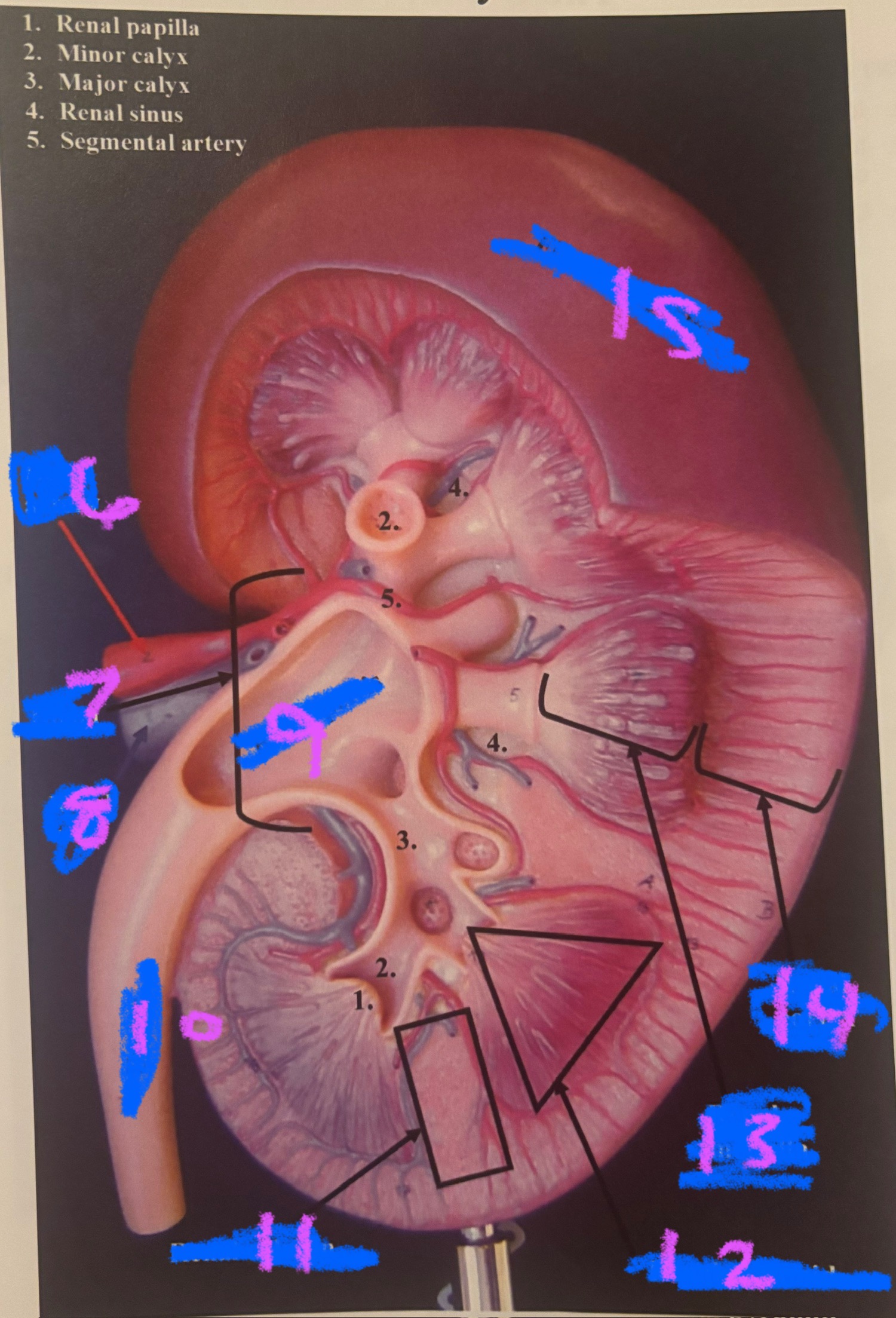 <p>7</p>