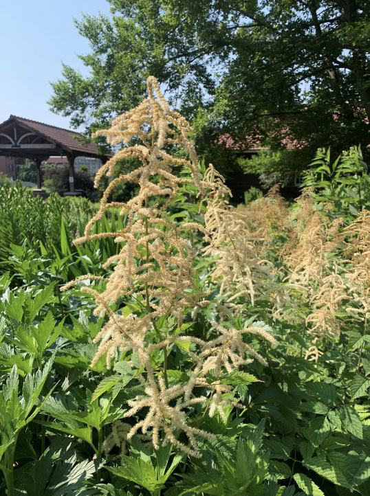 <p>4-6’</p><p>Moist soils</p><p>June</p><p>Part sun/part shade Full shade</p><p>Tall perennial with large, feathery white plumes that prefer moist soils in early summer.</p>