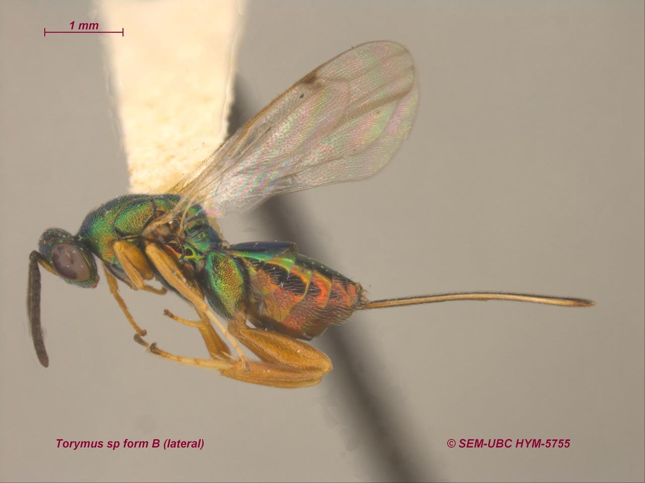 <p>prepectus<br>13 or fewer antennal segments<br>reduced FW venation</p>